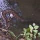 Notice the white open mouth of the cottonmouth aka water moccasin.