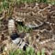 Notice the rattle on the tail? You will definitely hear it if you get close enough to a rattlesnake that feels threatened!