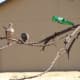 bottletrees