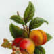 Vintage fruit clip art: two ripe peaches with flowers and leaves