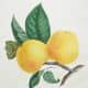 Vintage fruit: yellow apples