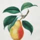 Vintage fruit: pear with leaves