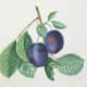 Vintage fruit clip art: figs