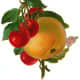 Vintage fruit: Orange with cherries and leaves