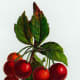 Vintage fruit clip art: red cherries hanging in a bunch