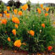 The California poppies were in full bloom!