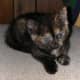 fiv-cat-rescue