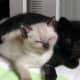 fiv-cat-rescue