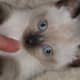 fiv-cat-rescue