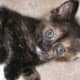 fiv-cat-rescue