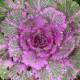 Ornamental Kale - unknown species