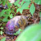 B15 is an attractive turtle with some white on the face.