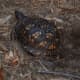box-turtles-louisiana