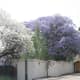 pretoria-the-jacaranda-cityof-south-africa