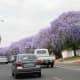 Main Road in Brooklyn, Pretoria, is a blaze with colour