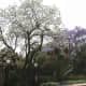 pretoria-the-jacaranda-cityof-south-africa