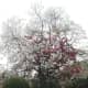 pretoria-the-jacaranda-cityof-south-africa