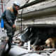 A rescuer and dog look for victims in the debris.    (REUTERS/Ilya Naymushin)
