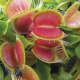 Venus fly trap cluster