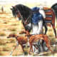 Azawakh 6