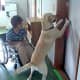 Assistance dog helps the student in Japan