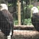 This photo l took of two regal looking eagles that were perched carelessly in their cages. They had no interest in us as visitors.