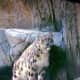 Miska, was the star of the show as we watched her deliver her three snow leopard cubs.