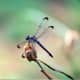 BLUE DRAGONFLY