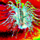 SAME HOUSE CENTIPEDE not so ICK!