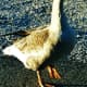 The goose that was scolding us at Lake Murray.