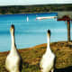 A couple of geese were rapidly approaching us!