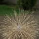 Grey Crowned Crane