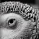This African Grey Parrot's beauty is enhanced through the use of macrophotography.
