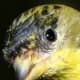 The close-up of the feathers on this Lesser Goldfinch is nothing short of amazing. The texture around the birds eye is also an interesting feature to view in this image.