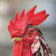 Notice the texture of this rooster's comb and feathers.