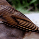 Close-up of Wren Wing
