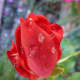 Knock Out rose with droplets of rain