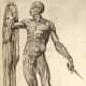 Vesalius revolutionized anatomy with his definitive De humani corporis fabrica . It is said to be illustrated by  Titian's pupil Jan Stephen van Calcar.   
