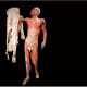 Controversial Dutch anatomist Gunther Van Hagens has reproduced Vesalius' artistry with his own plastinated cadavers- The Skin Man