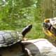 Agua Caliente critters