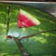 Cut out the inner triangle first. Then cut along the outside of the handle and trim off watermelon.