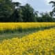 A Cambridgeshire field in bloom