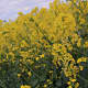 The rape crop