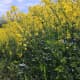 The rape crop in full bloom