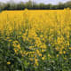 The border of an oilseed rape field