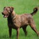 Sporadic cases of vWD Type III have been reported for the Chesapeake Bay Retriever.