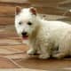 Scottish Terriers are prone to Type III vWD, but may also be affected by Type I.