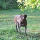 German Short-Haired Pointers are sometimes affected by the extremely rare Type II vWD.
