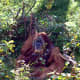Bimbo the orangutan, outside in Pongoland.