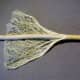 Fibers on hemp stem